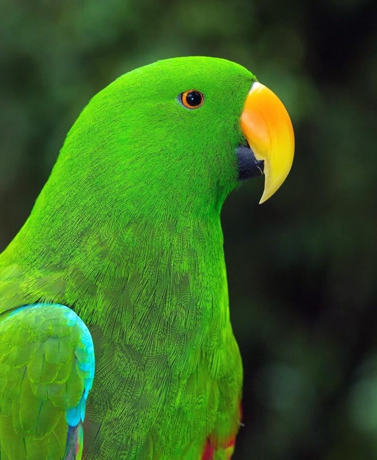 Eclectus – ProblemParrots