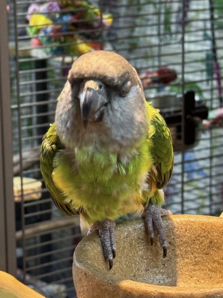 Amazon Parrot Adoption And Rehoming Reference: Milo Pp838 Adorable Senegal Parrot For Rehoming