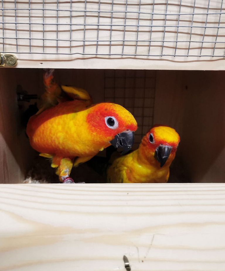 Essential Guide to Parrot Egg Laying Care