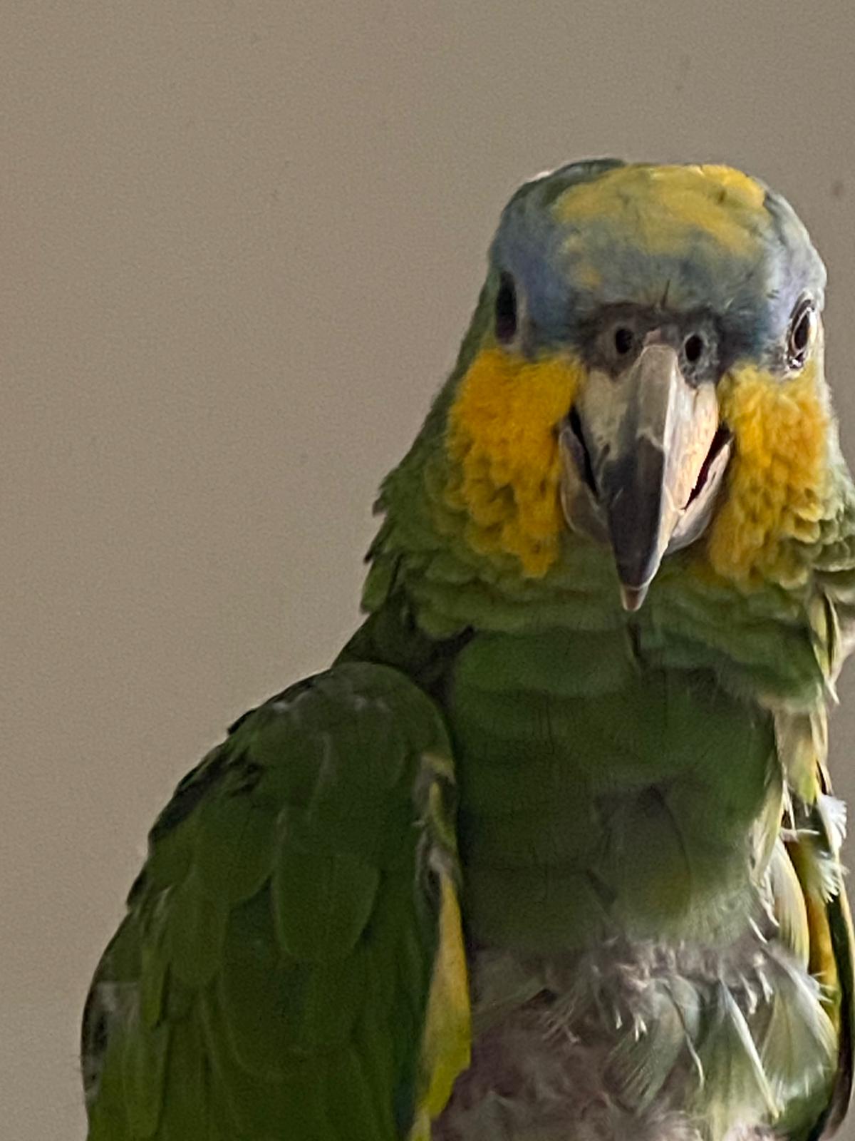 mysafe parrot